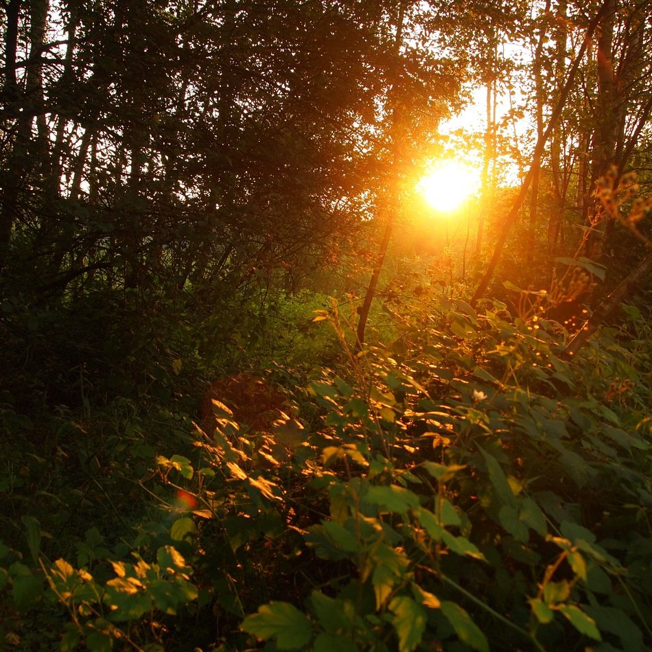Setting sun in the forest in evening