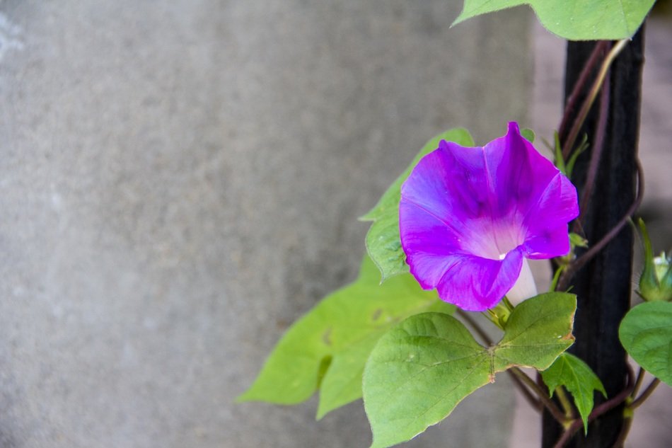 blue flower near the wall