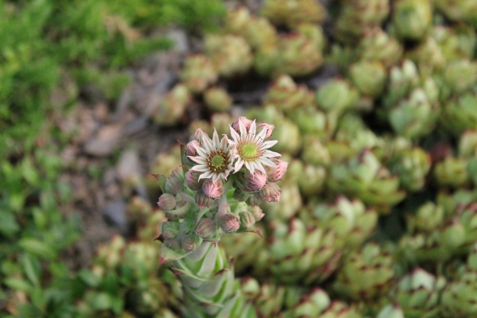 flower with pointed petals in the field