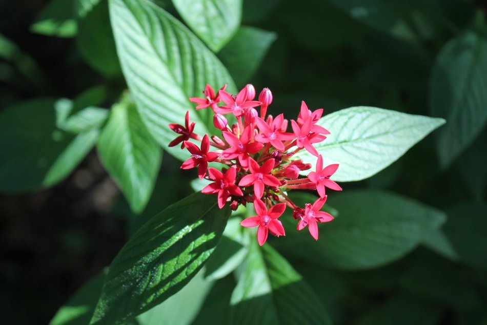 bright and beautiful red flower in the sun on a blurred background