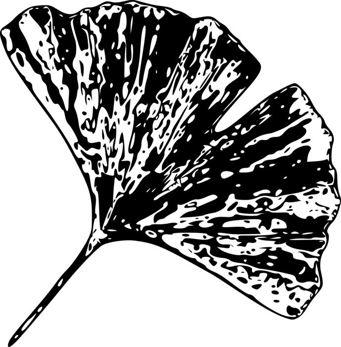 drawn gingko sheet on book page