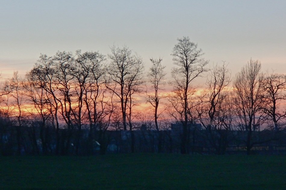 Beautiful landscape of trees against the sunset