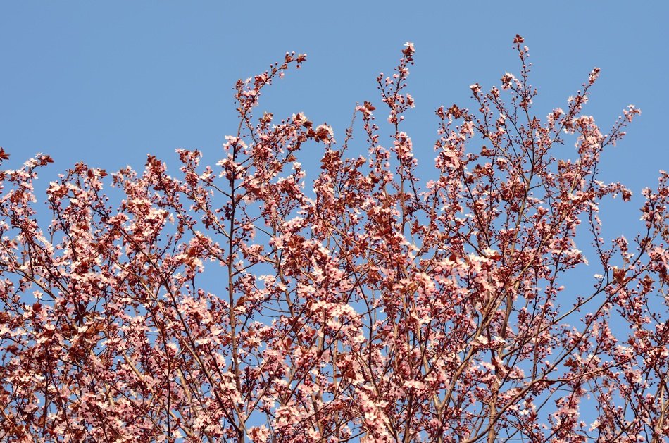 branches with flowers against the blue sky