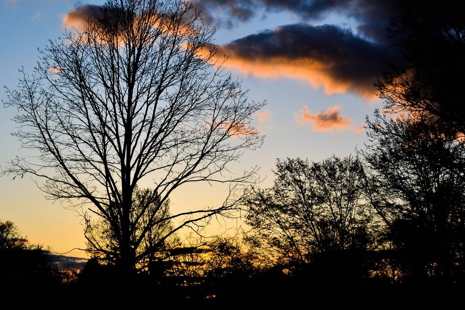 picture of the forest at the sunset