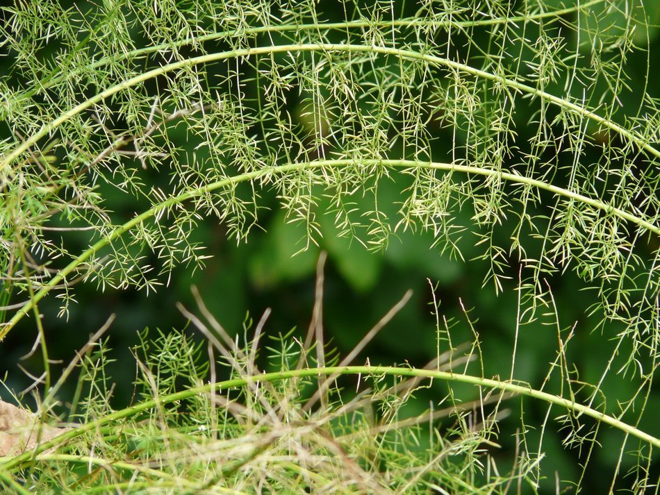Beautiful, green leaves of the asparagus fern