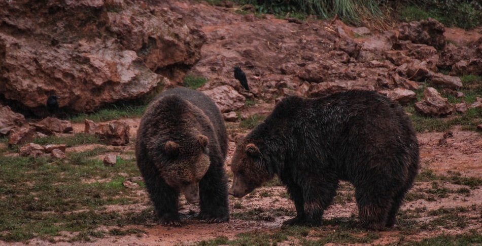 bears in the mud