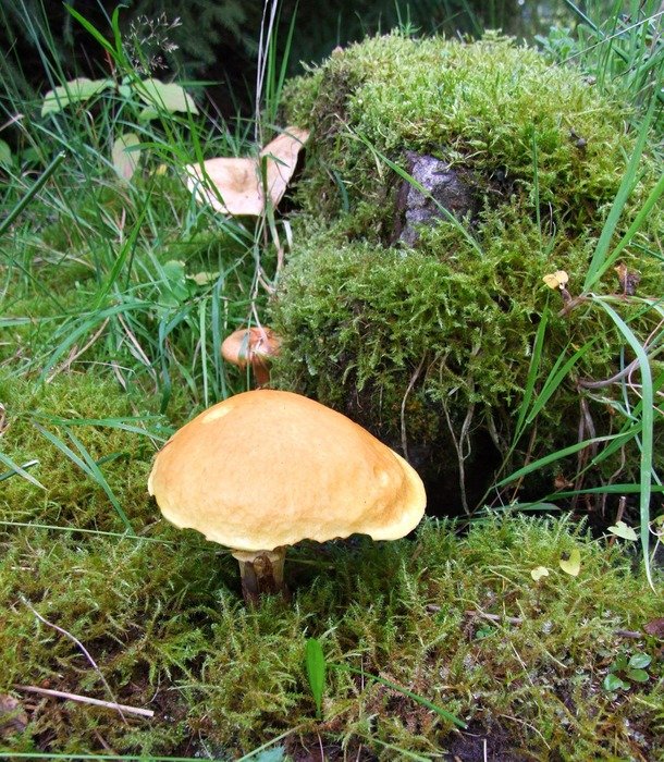 mushroom in pine forest