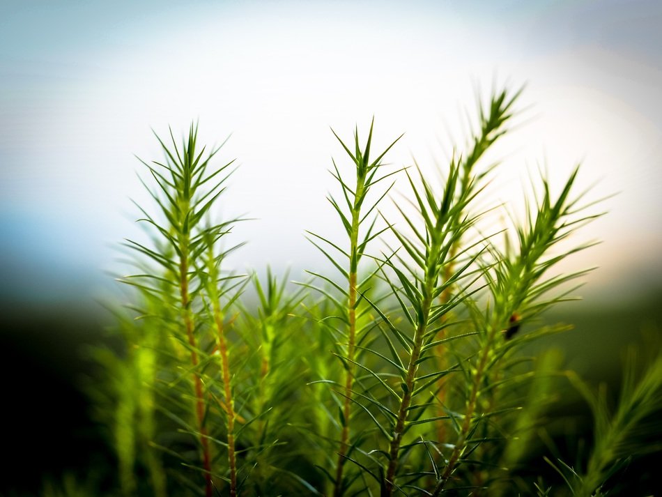 sharp green grass