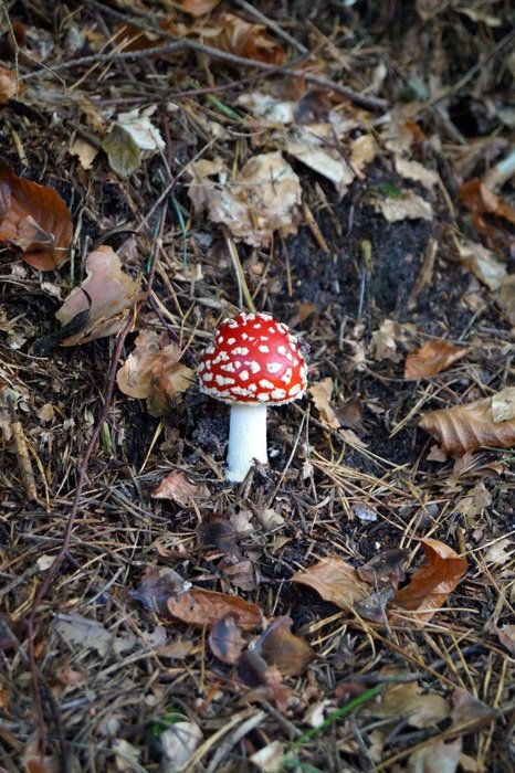 mushrooms in the forest