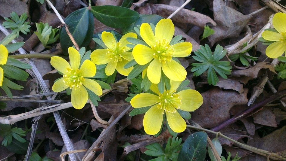 aconite spring flowers