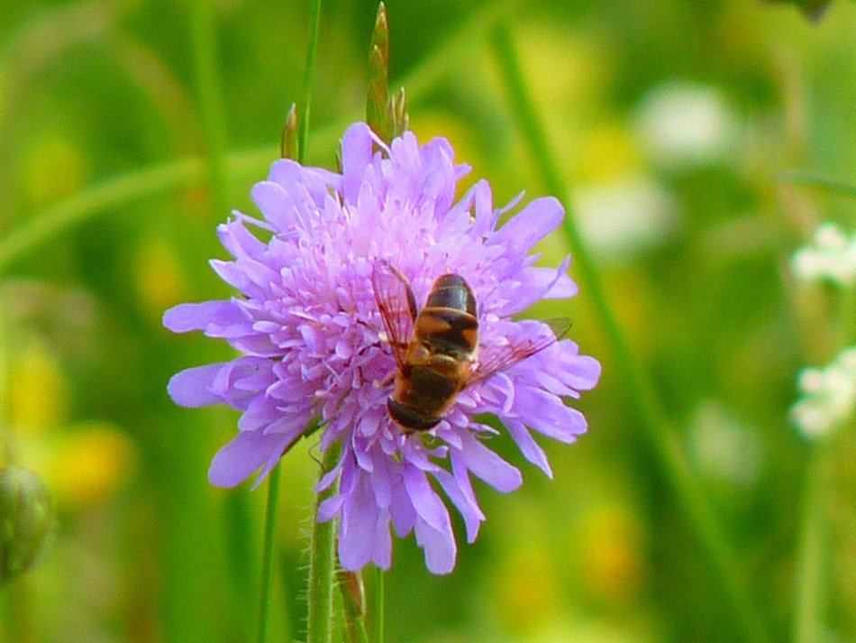 flying insect on a fluffy purple flower close-up on blurred background