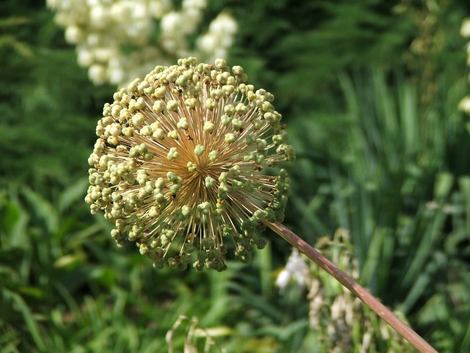 Round head meadow flower spring closeup free image download