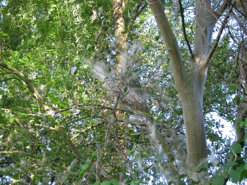 Ermine on the tree