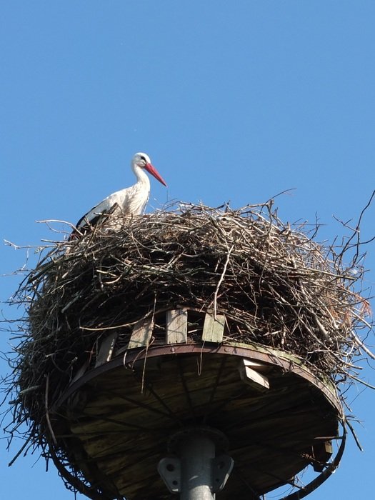 stork is in his nest
