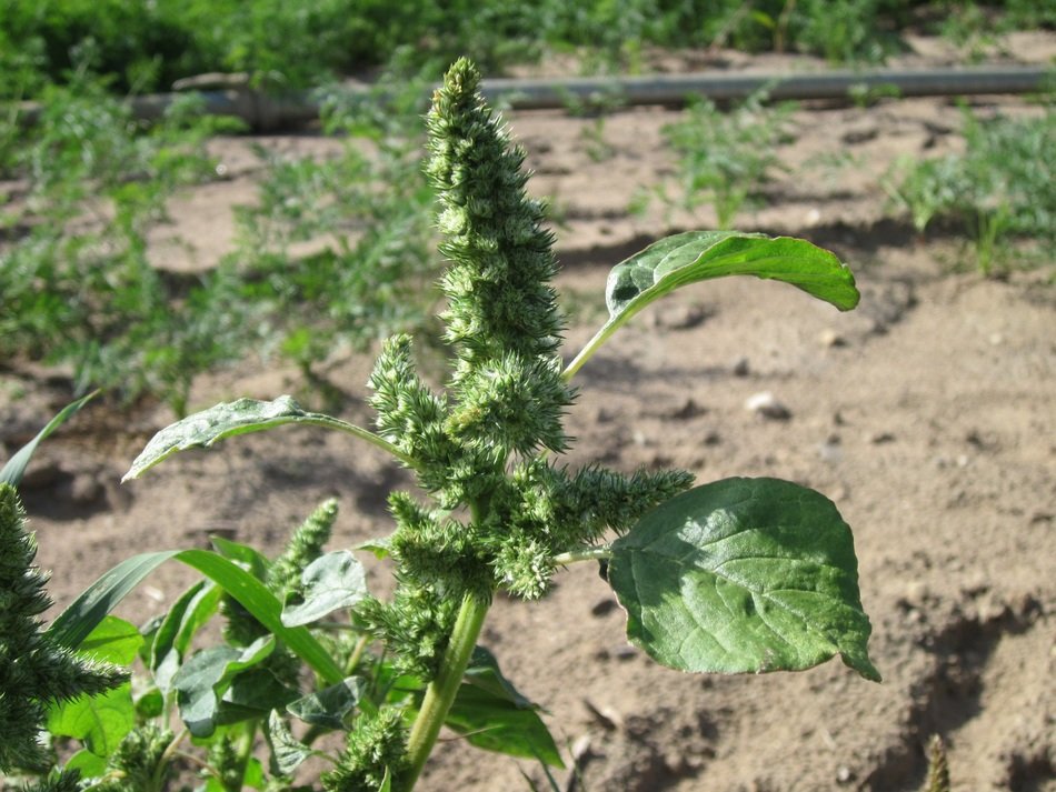 amaranthus retroflexus plant