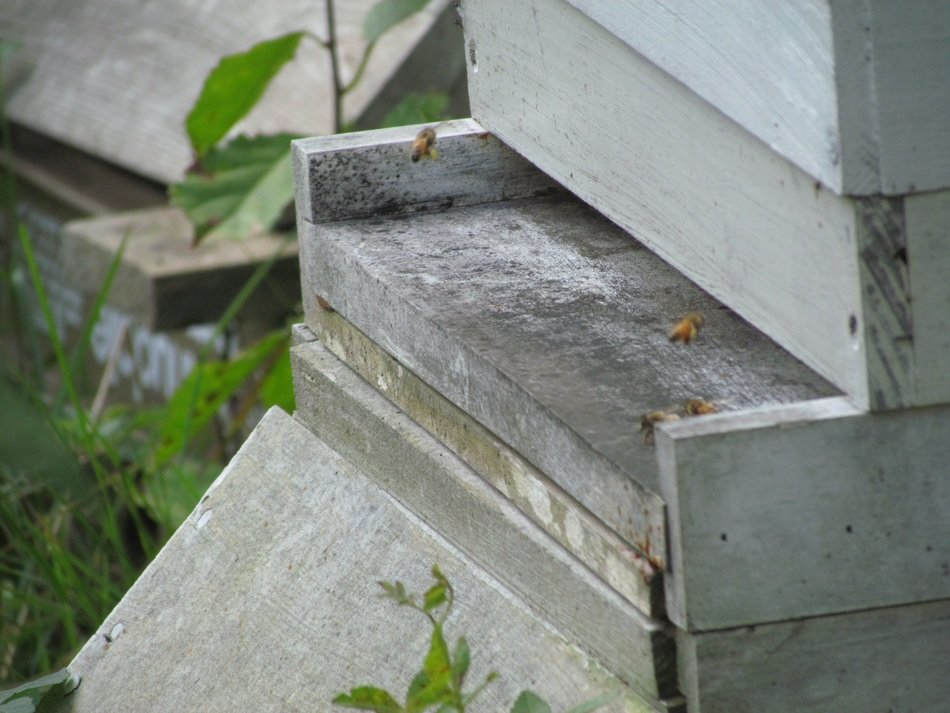 bees in the hive for farming