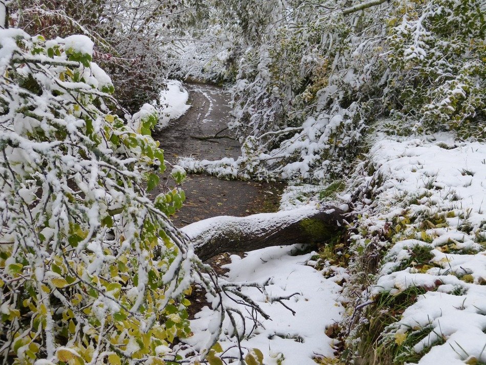 landscape of first snow in forest