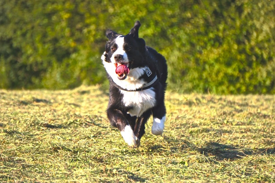 Black dog run fast on sunny field free image download