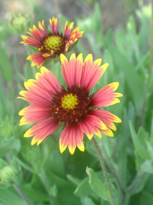 Picture od red and yellow flowers