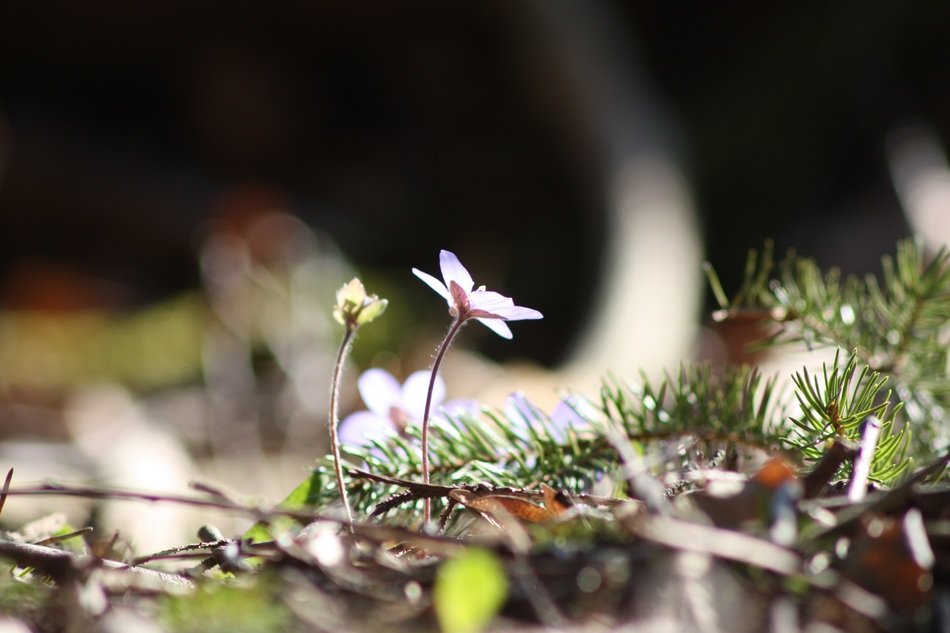 spring plant among the grass