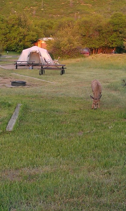 Deer on the camping