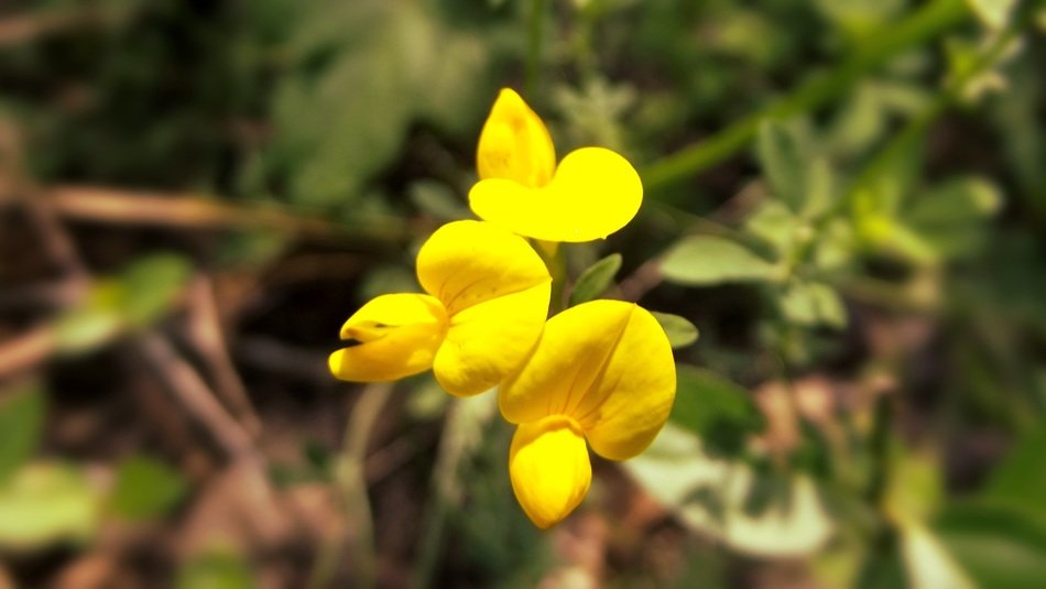 stunning yellow flower