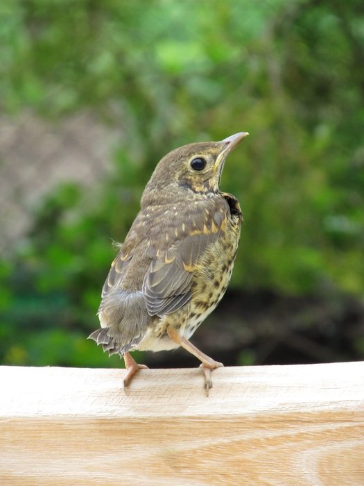 bird on stone