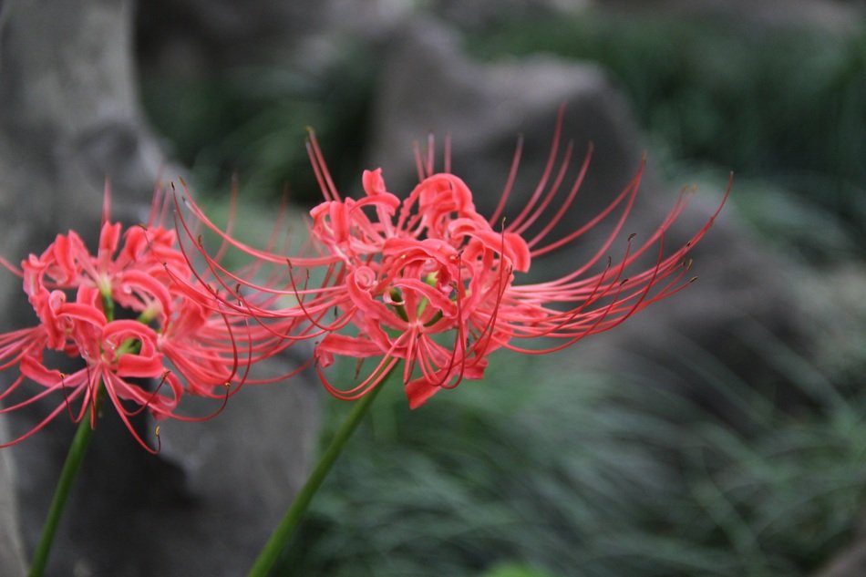 red bana plant