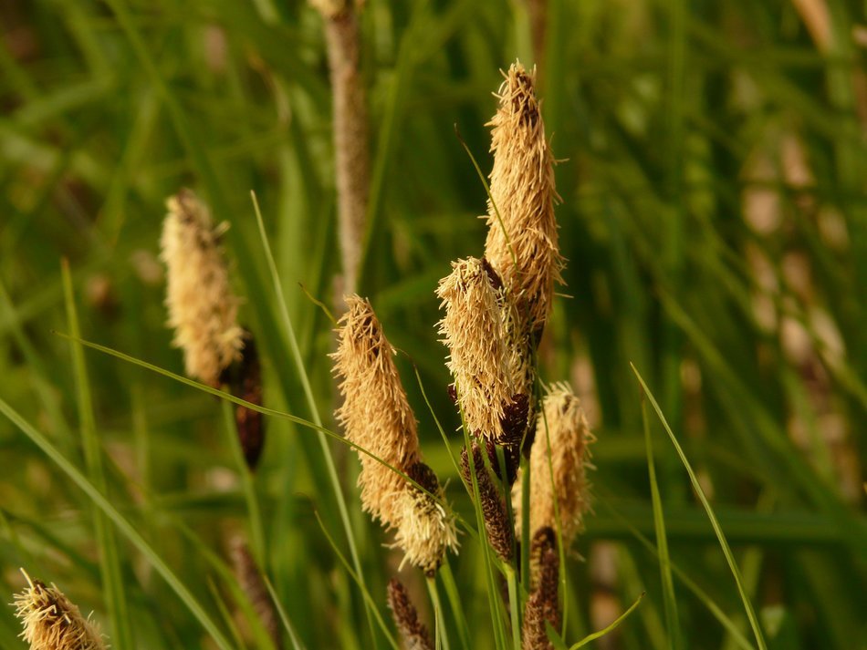 swamp sedge amongst herbs