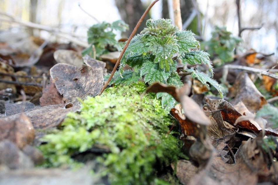 green nettle on the ground in the forest