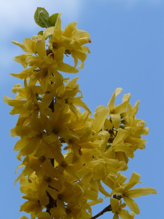 branch with gold bells against the blue sky