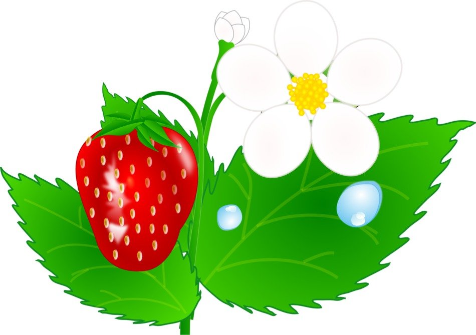 strawberry and flowers as an illustration