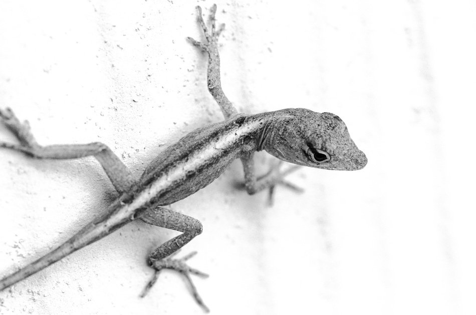 lizard on white background