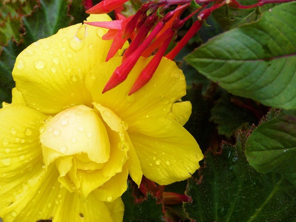 Raindrops on the yellow and red flowers