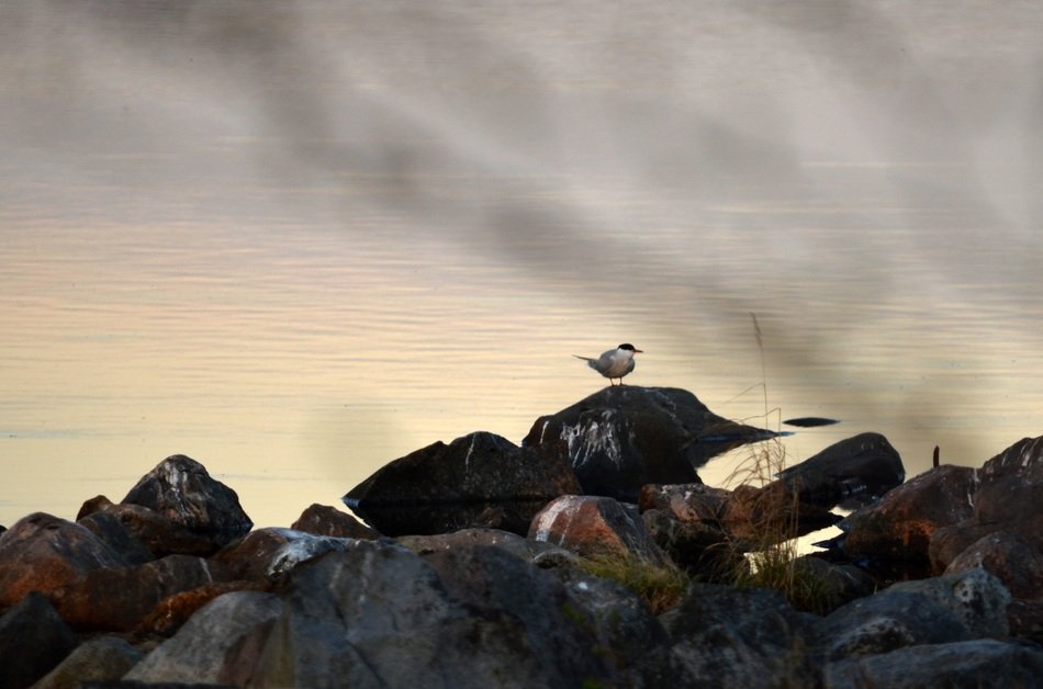bird on the stone shore of the lake