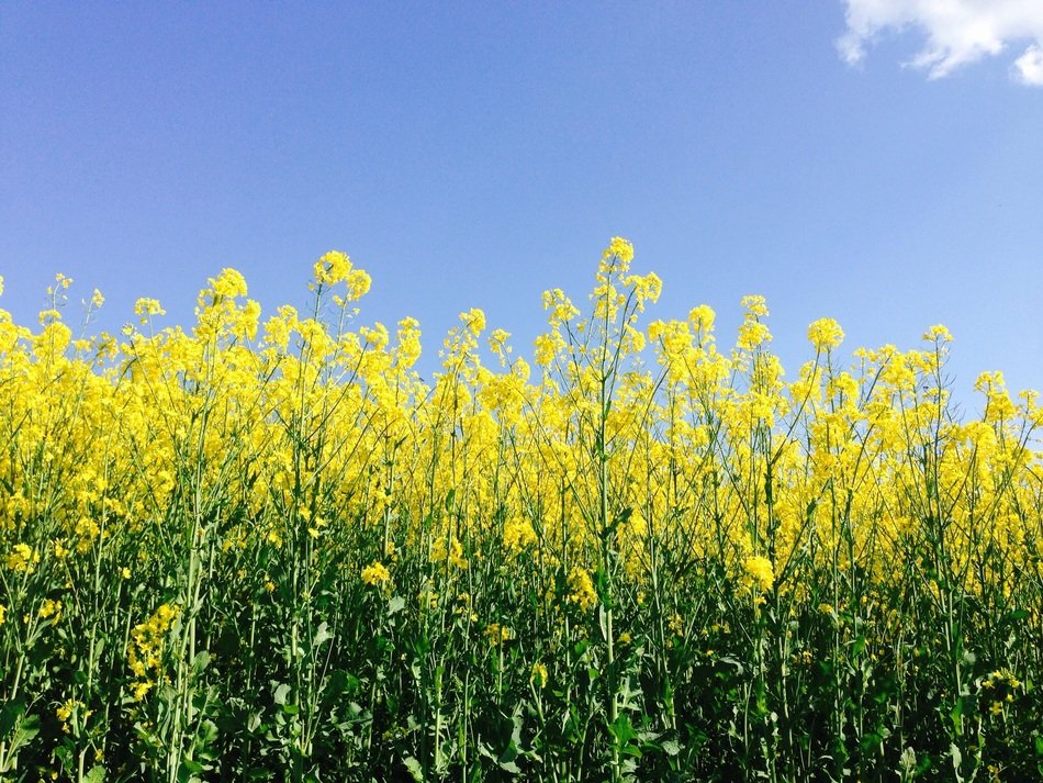 landscape of oilseed rape