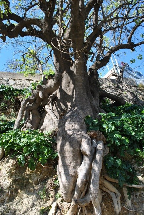 perfect tree root