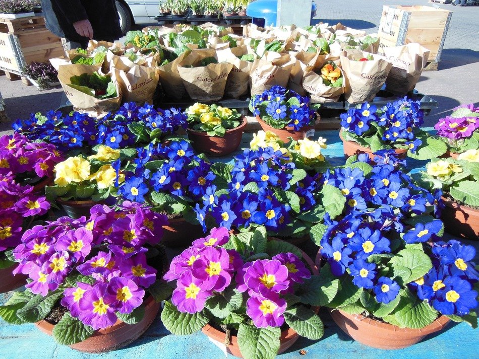 bright plants in the flower market