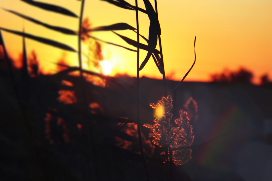 Landscape with the sunset on the leaves