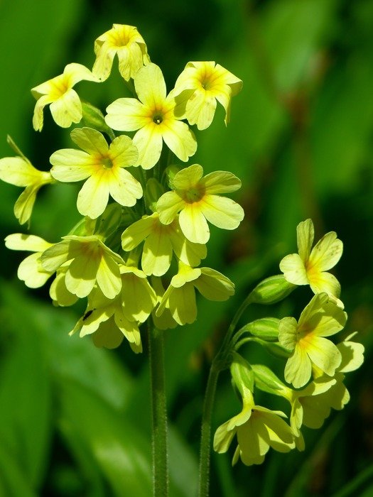 yellow primrose with green leaves