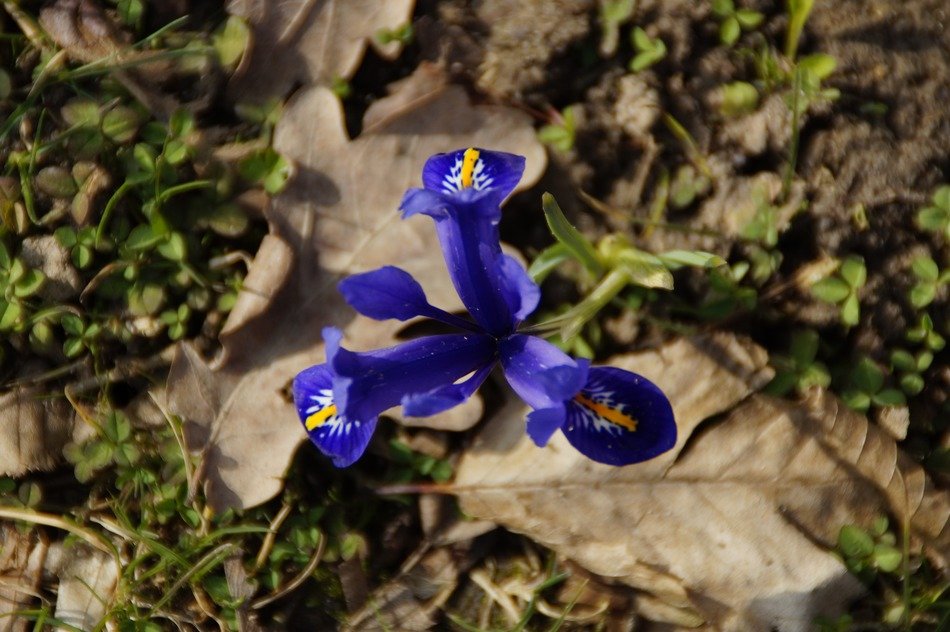 wild iris flower