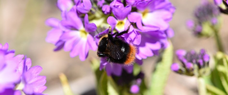 Hummel on the primrose