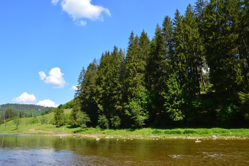 Beautiful river near forest