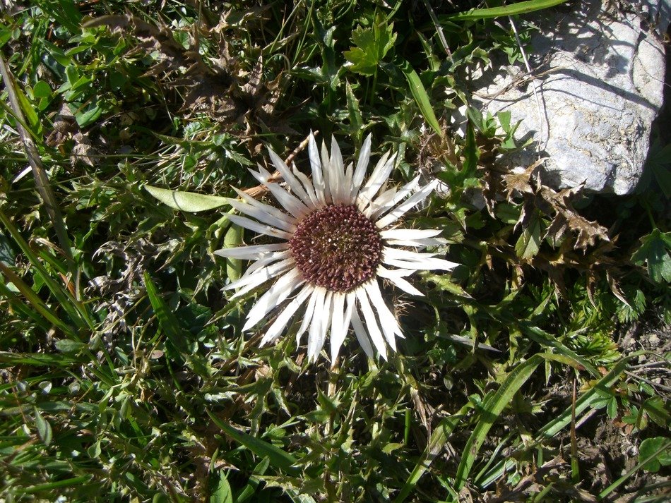 white alpine flower on the field