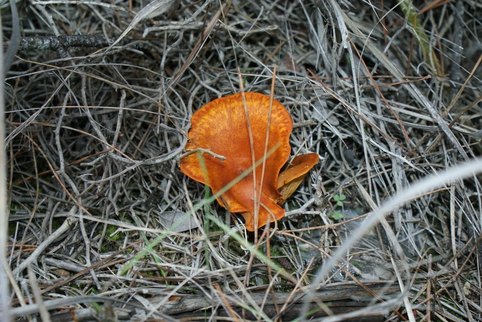 bright mushroom in the forest
