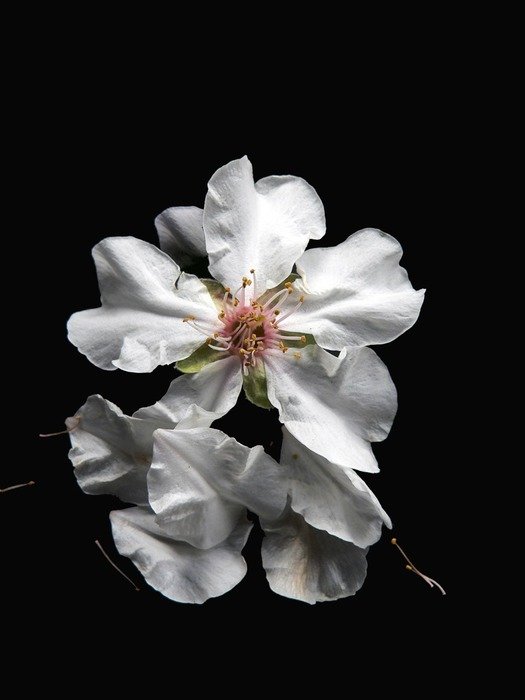 white flowers in the dark