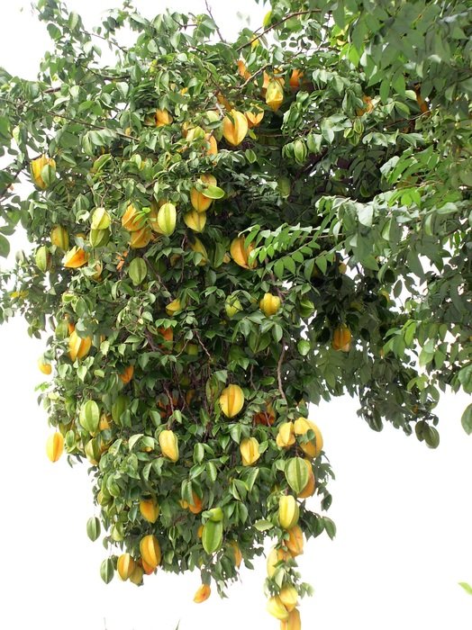yellow star fruits on the tree