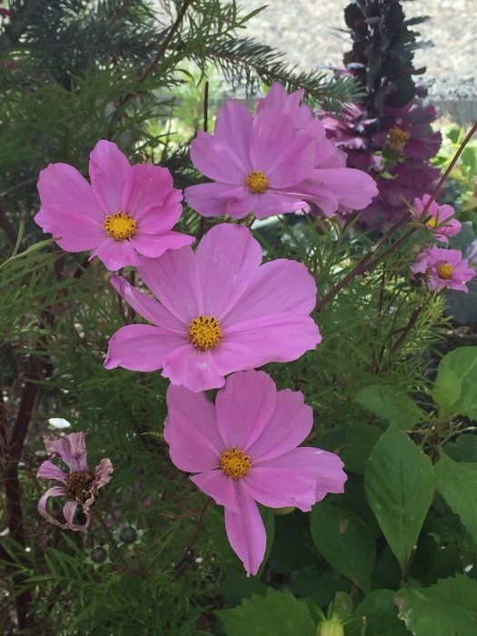 pink botanical flowers on the lawn