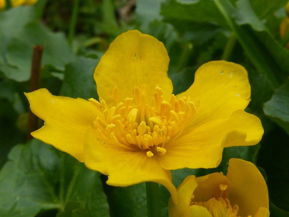 yellow blossom in spring
