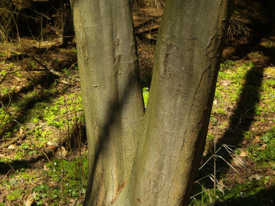 forked tree trunk in the forest